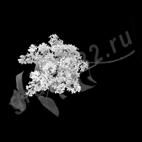 Цветы 23