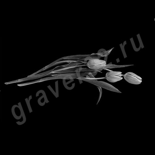 Цветы 4