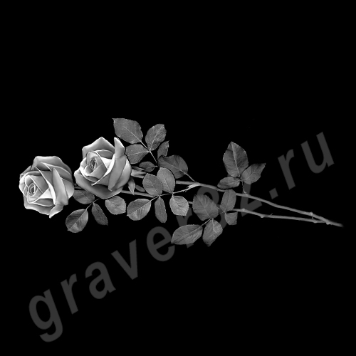 Розы 24