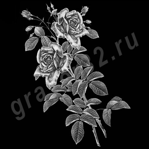 Розы 13