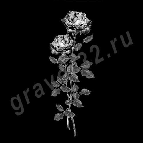 Розы 5