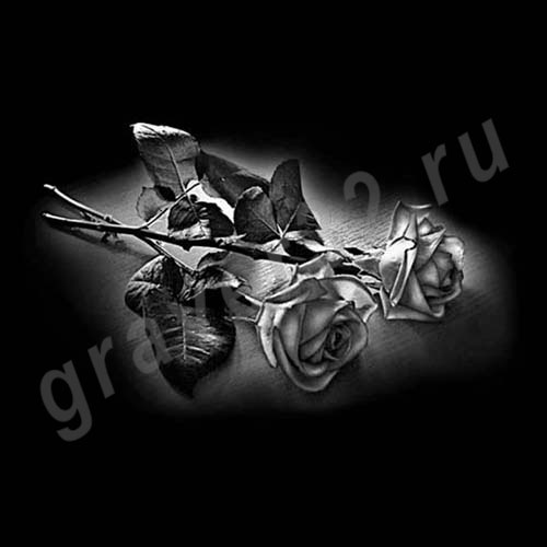 Розы 11