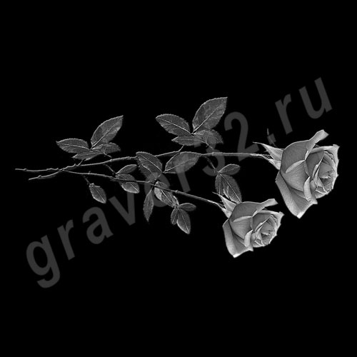Розы 15