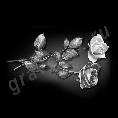 Розы 17