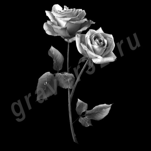 Розы 14