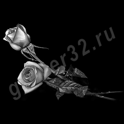 Розы 36