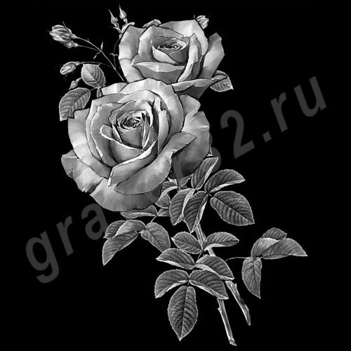 Розы 20