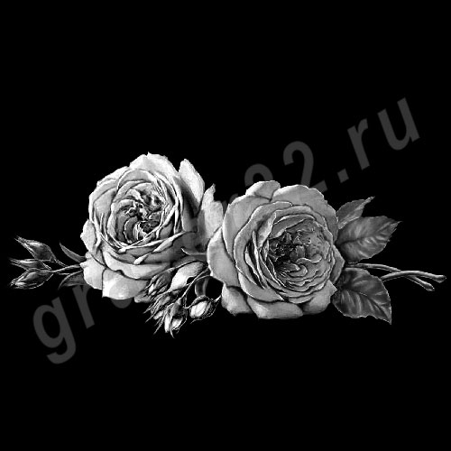 Розы 51