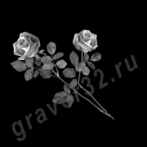 Розы 24_2